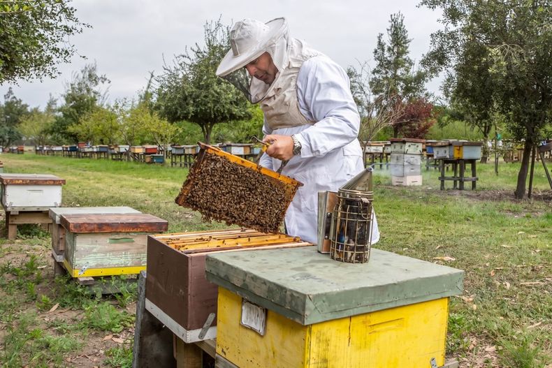 La apicultura sustentable&nbsp;busca proteger la flora nativa de la sequía y otros factores, para garantizar comercio justo para miles de pequeños productores.