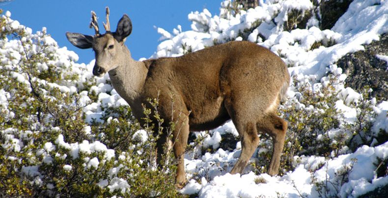 pic_wildlife_recovery_03 1.jpg