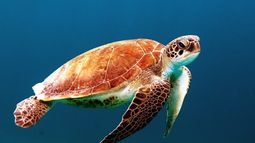 VIDEO | Registran espectaculares imágenes aéreas de miles de tortugas nadando en el mar