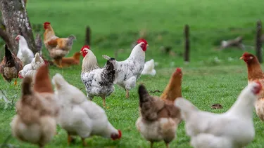 Gripe aviar desata emergencia en Uruguay y Argentina: Las medidas que adoptó el SAG en Chile