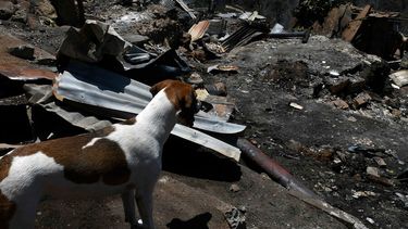 Incendios: Diputada solicita al gobierno crear brigada de rescate animal