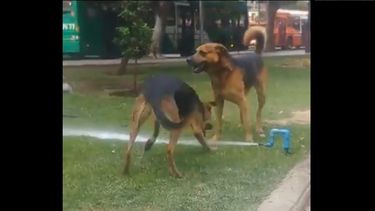 VIDEO| Grupo de perritos encuentra rebelde forma de refrescarse en parque de Santiago Centro