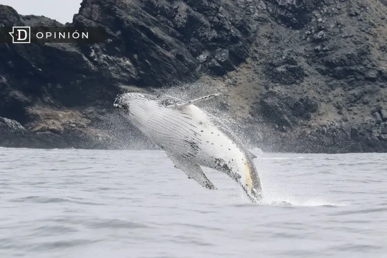 11763 ballena en las costas chilenas.webp