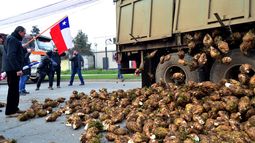 Se desata la crisis de la remolacha en Chile - Agencia Uno Se desata la crisis de la remolacha en Chile - Agencia Uno