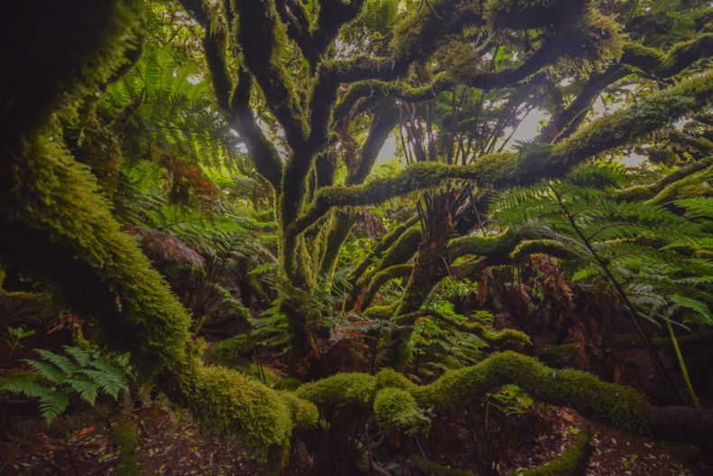 Bosque de altura en la Isla Alejandro Selkirk_Hector Gutierrez 768x512 1.jpg