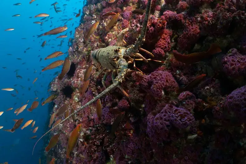 30994 andy mann 2.webp