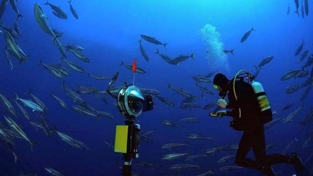 Científicos descubren un extraordinario ecosistema en las cordilleras submarinas frente a Chile y Perú
