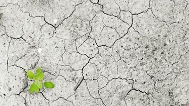 Este es el momento: Científicos de la ONU llaman a cambiar la dieta mundial con urgencia para frenar emergencia climática
