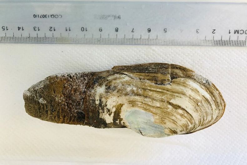 1364 almeja microplastico.jpg