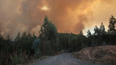 Corma: “7 de cada 10 incendios son intencionales en Biobío y 6 de cada 10 en La Araucanía”