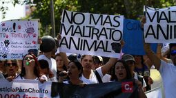 Ley Cholito se vota este miércoles en el Senado tras años durmiendo en el Congreso