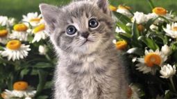 Por qué Twitter se llenó de fotos de gatos luego del atentado en Barcelona
