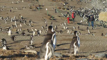 Por disminución crítica de pingüinos en Isla Magdalena llaman a regular el turismo y capacitar a guías y visitantes