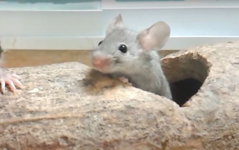 Raton.jpg
