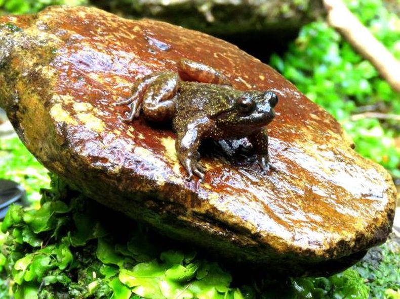sapo de mehuin valeria ochoa baja.jpg