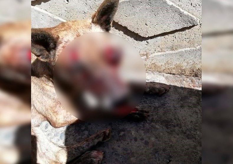 perrita ojo cuchillo.jpg