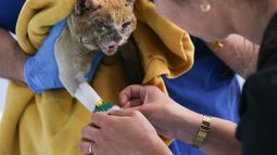 No solo las 137 vidas humanas perdidas: Suman querella por muertes de animales en mega incendio de Viña en 2024