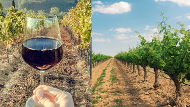 Veraneo en viñedos: Ofrecen tours para disfrutar de catas, picnics, terrazas y cabalgatas