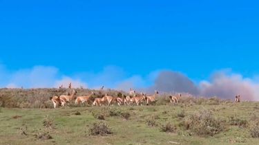 Comenzó temporada de incendios forestales: Porvenir y Rapa Nui afectadas por siniestros