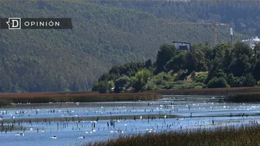 El Desconcierto | 9547 cisnes de cuello negro en el humedal del rio cruces.webp