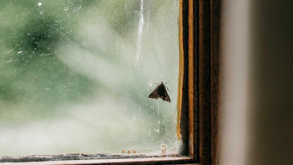 No las mates, son mariposas de la noche: El rol polinizador de las polillas que aparecen con el calor