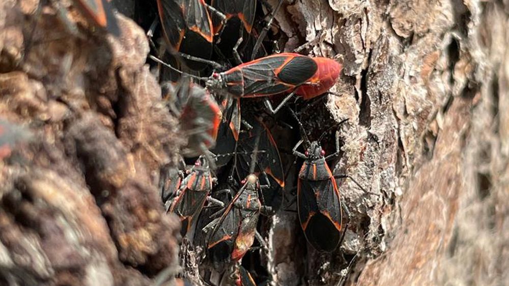 Chinche del Arce: ¿Qué hacer con el insecto que invade la Región Metropolitana?