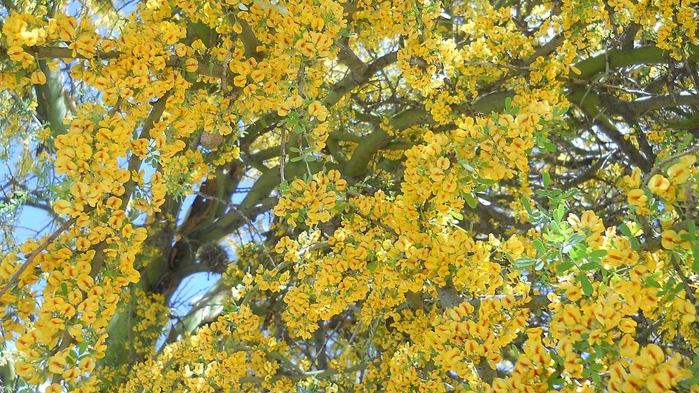 Chañar: Juntan firmas para declarar patrimonio al árbol que da frutas en pleno desierto