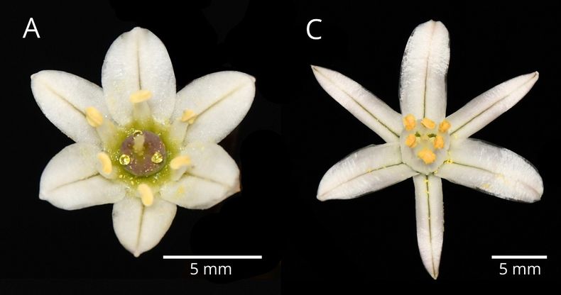 Nueva especie del desierto florido.&nbsp;