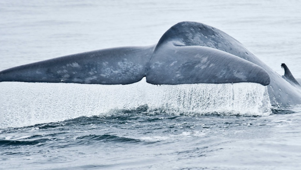 Pasa cada vez menos por Chile: Disminuye 36% la presencia de ballenas azules en las costas de Chiloé