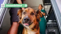 Innovación en inteligencia artificial: Lanzan la primera herramienta designada al Derecho Animal en Chile