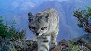 El hermoso y esquivo gato andino de la Cordillera de Los Andes - Captura de video