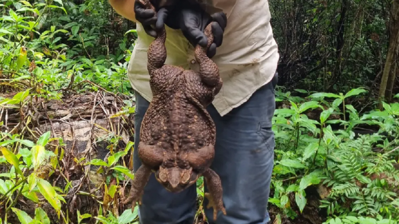 Toadzilla e1674574967922.png