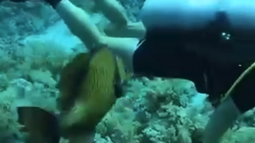 VIDEO| Pez con dientes humanos muerde a buzo en Egipto