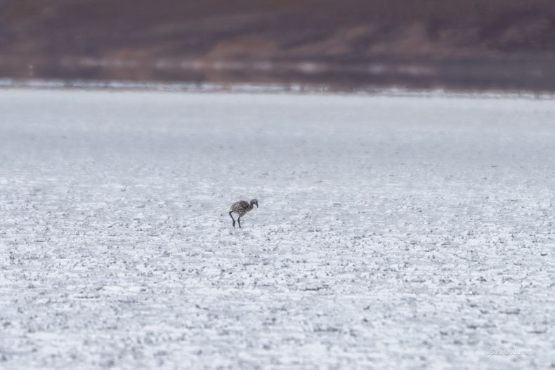 La reproducción registrada en Maricunga destaca el valor de estos paisajes de Chile como espacios para la conservación de especies amenazadas y de sus ecosistemas.