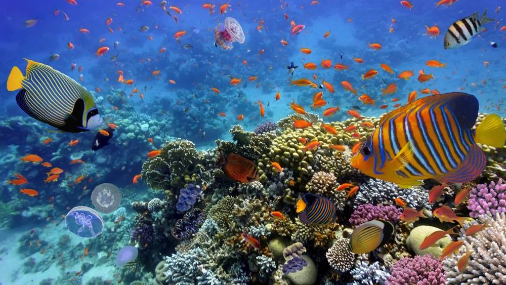La biodiversidad de la Tierra es hoy más rica que nunca, pero vamos camino de destruirla