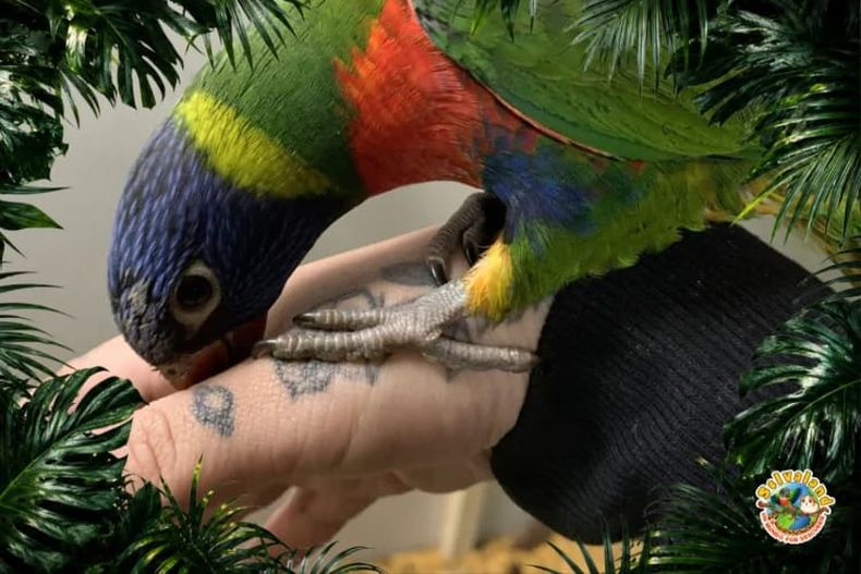 Aves exóticas se toman las vacaciones de invierno en Santiago.&nbsp;
