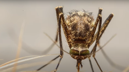 Muertes por dengue ascienden a 280 en Argentina: Sólo la última semana hubo 42 decesos