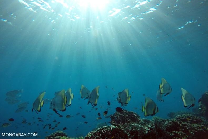 indonesia_komodo_uw_171392 768x512 1.jpg