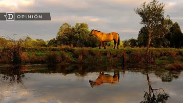 El Desconcierto | 15508 un caballo en un paisaje natural.webp