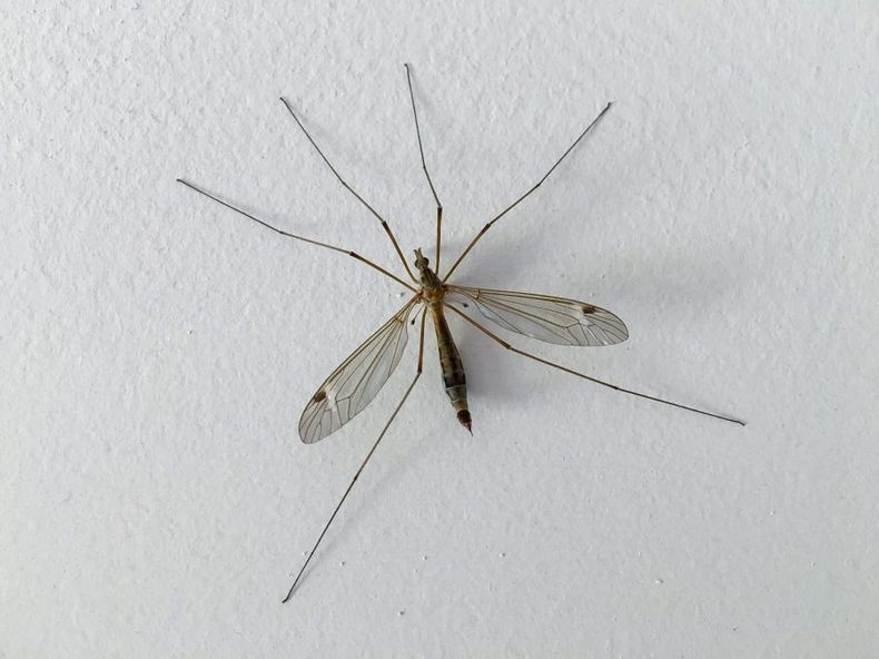 tipula scaled e1695683542544.jpg