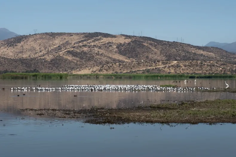 11774 humedal batuco.webp