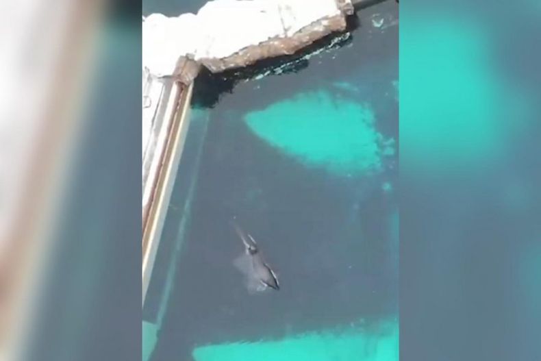 video murio kiska la orca mas solitaria del mundo paso 12 anos aislada en cautiverio e1678885060336.jpeg