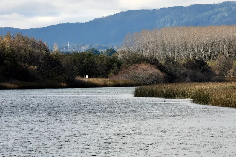 dia mundial de los humedales por que estos ecosistemas son clave para la biodiversidad y el agua en chile.webp