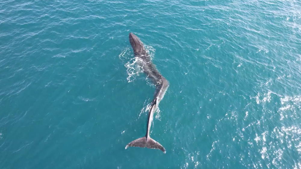 VIDEO| El drama de la ballena que no puede nadar bien por una lesión de columna