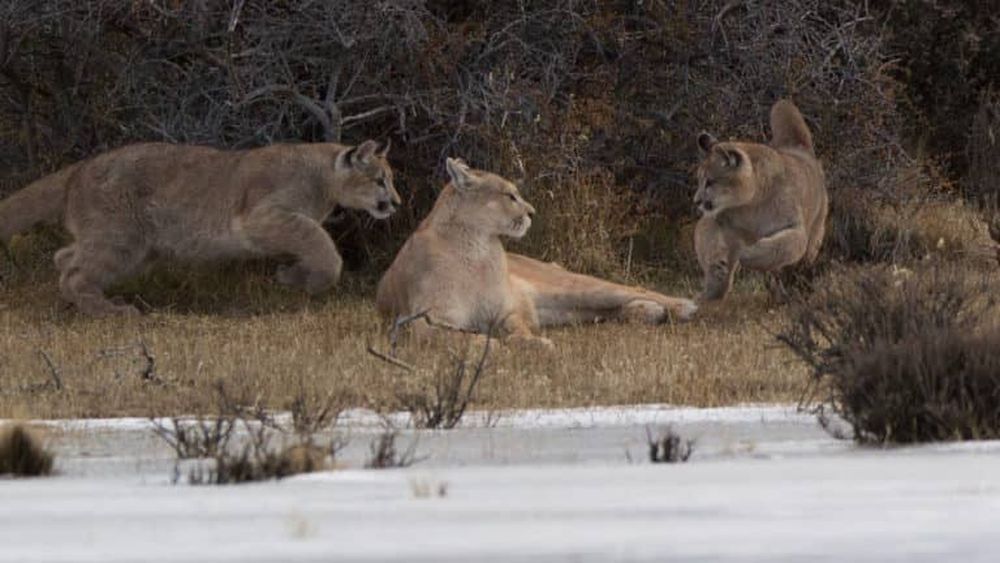 Patagonia chilena: Estancia apuesta por la convivencia entre pumas, perros protectores y ganado