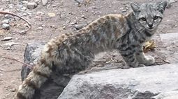 “Sorprendente y preocupante”: avistan un gato andino en colegio de San Felipe