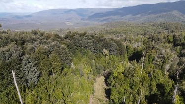 El bosque nativo ayuda a Chile a protegerse de las lluvias extremas - Imagen cedida