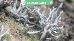 Plantas pequeñas y hongos micorrícicos: Claves para curar suelos contaminados por actividades industriales y domésticas