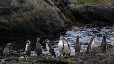 Pingüinos de Humboldt. Foto: Agencia UNO.&nbsp;