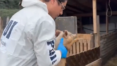 VIDEO| Desbaratan granja ilegal en San Bernardo con animales infectados y desnutridos
